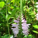 Physostegia virginiana fleur
